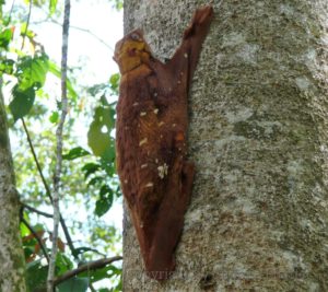 Ein Riensengleiter, Fluggleiter, Pelzflatterer, Gleitflieger, Flattermaki oder einfach nur Colugos und unser „Pech-Vogel“.