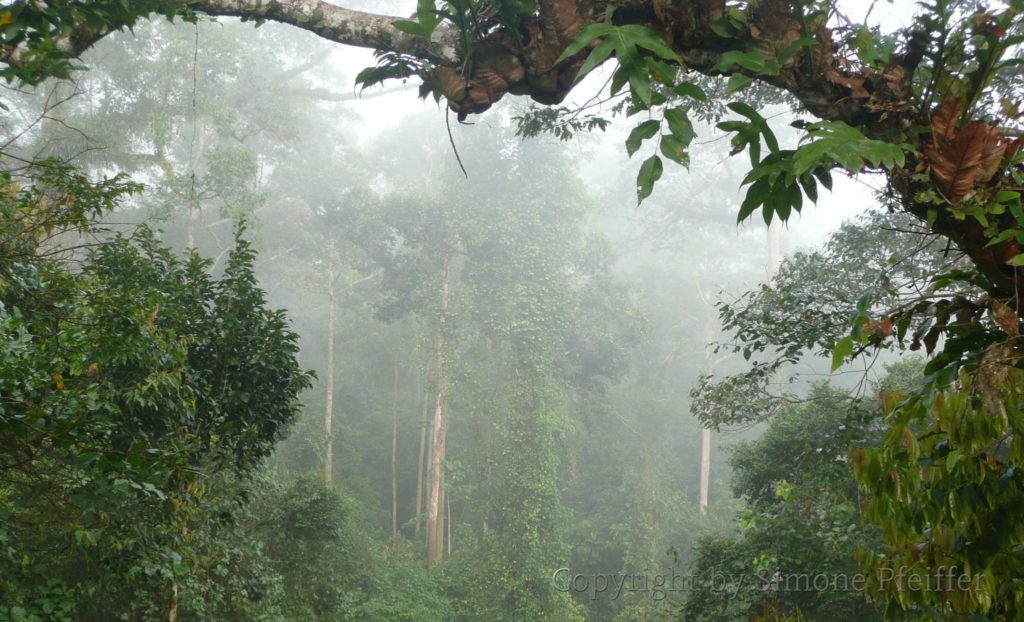 Borneo, Danum Valley