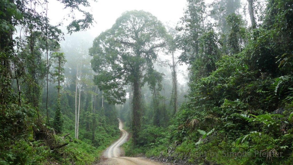 Lumberjack road to Danum Valley. www.explorations-travel.com Der Weg in das Danum Valley