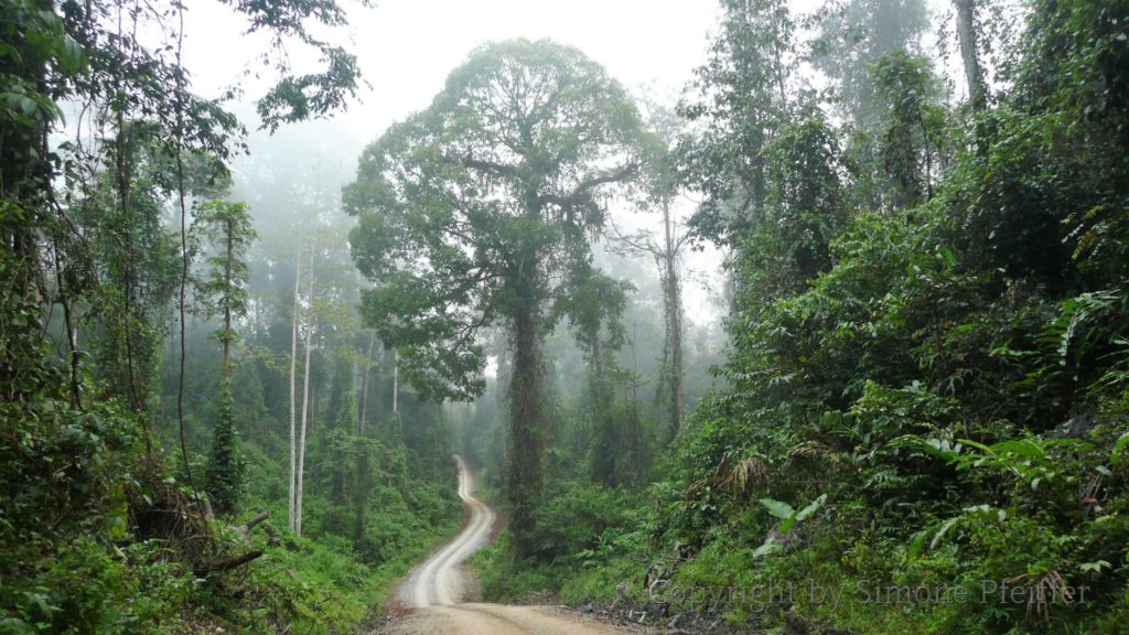 Der Weg in das Danum Valley